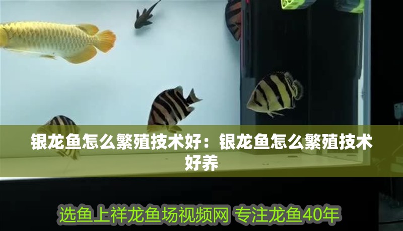銀龍魚怎么繁殖技術好：銀龍魚怎么繁殖技術好養