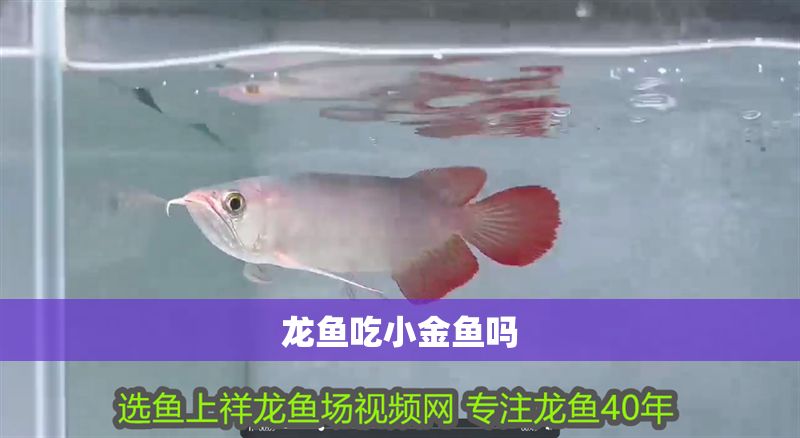 龍魚吃小金魚嗎