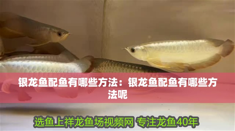 銀龍魚配魚有哪些方法：銀龍魚配魚有哪些方法呢