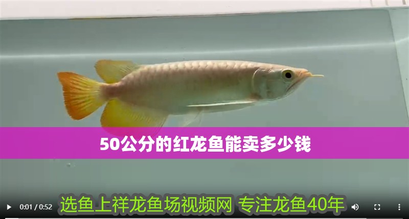 50公分的紅龍魚能賣多少錢
