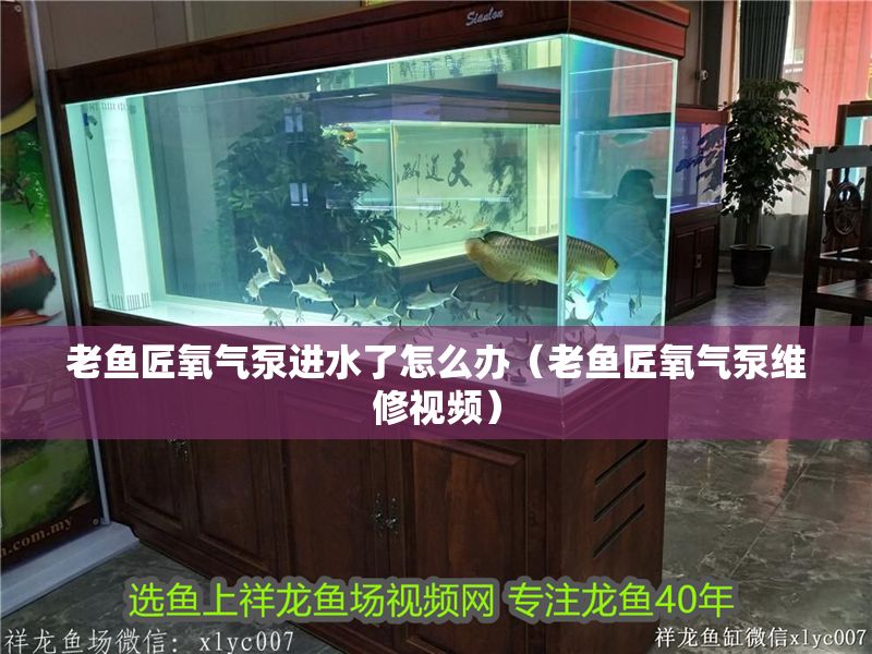 老魚匠氧氣泵進水了怎么辦（老魚匠氧氣泵維修視頻） 老魚匠氧氣泵進水了怎么辦（老魚匠氧氣泵維修視頻） 龍魚百科 第1張