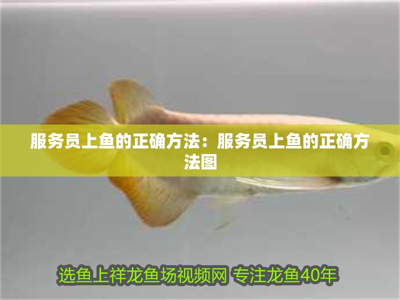 服務員上魚的正確方法：服務員上魚的正確方法圖