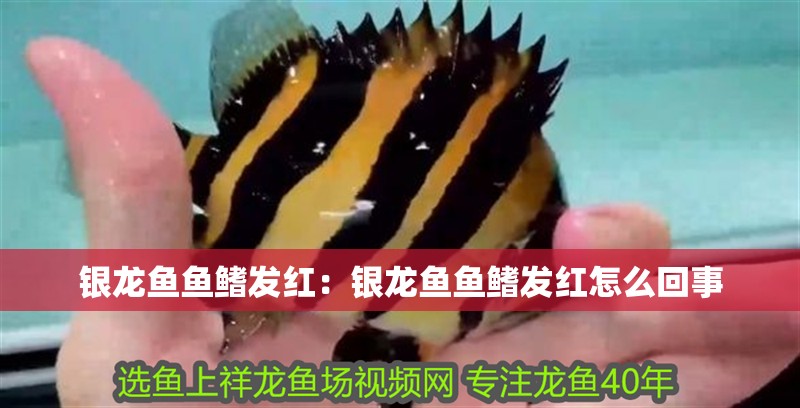 銀龍魚魚鰭發(fā)紅：銀龍魚魚鰭發(fā)紅怎么回事