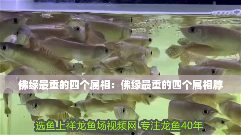 佛緣最重的四個(gè)屬相：佛緣最重的四個(gè)屬相脖