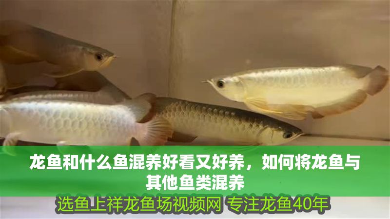 龍魚和什么魚混養好看又好養，如何將龍魚與其他魚類混養