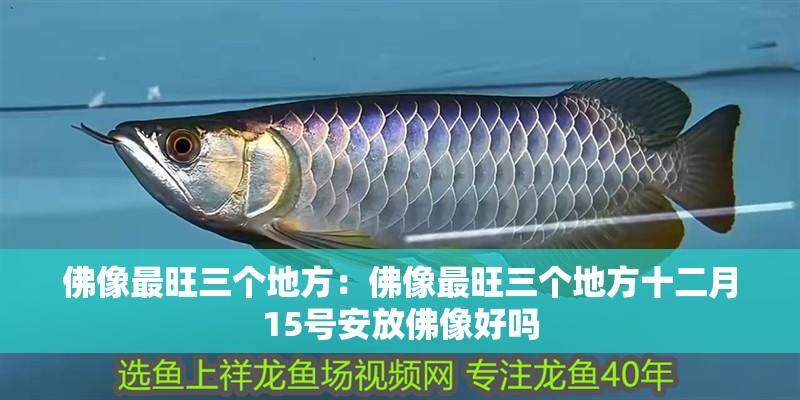佛像最旺三個地方：佛像最旺三個地方十二月15號安放佛像好嗎 佛像最旺三個地方：佛像最旺三個地方十二月15號安放佛像好嗎 龍魚百科 第1張