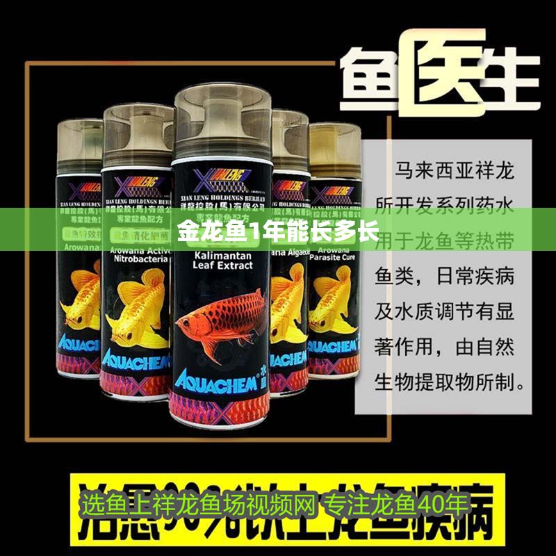 金龍魚1年能長多長 金龍魚1年能長多長 龍魚百科 第2張