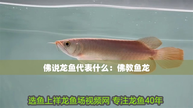 佛說龍魚代表什么：佛教魚龍