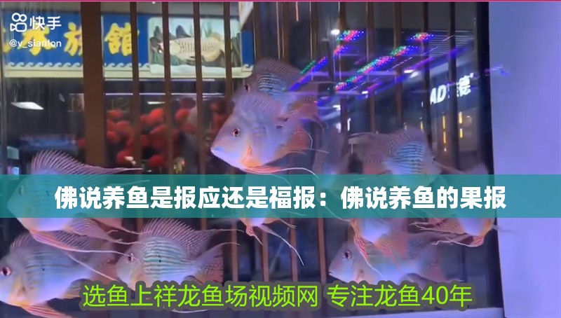 佛說養魚是報應還是福報：佛說養魚的果報