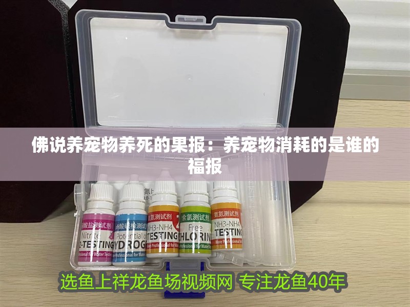 佛說養寵物養死的果報：養寵物消耗的是誰的福報