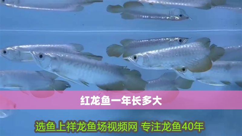 紅龍魚一年長多大