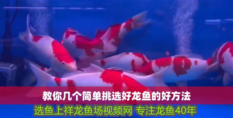 教你幾個簡單挑選好龍魚的好方法