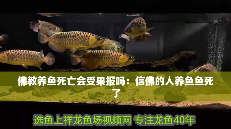 佛教養(yǎng)魚死亡會受果報(bào)嗎：信佛的人養(yǎng)魚魚死了