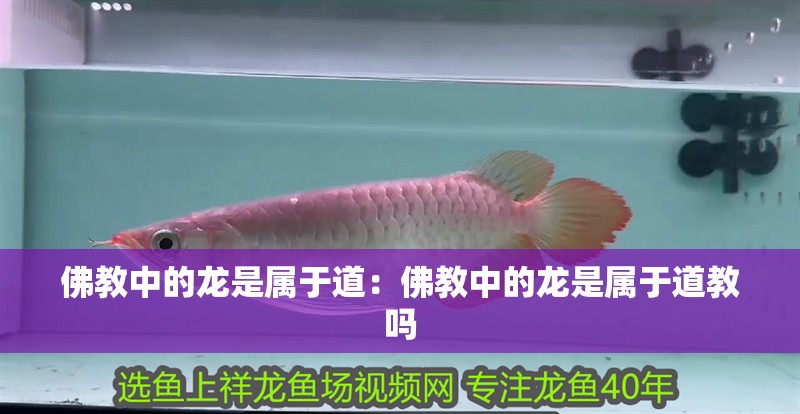 佛教中的龍是屬于道：佛教中的龍是屬于道教嗎