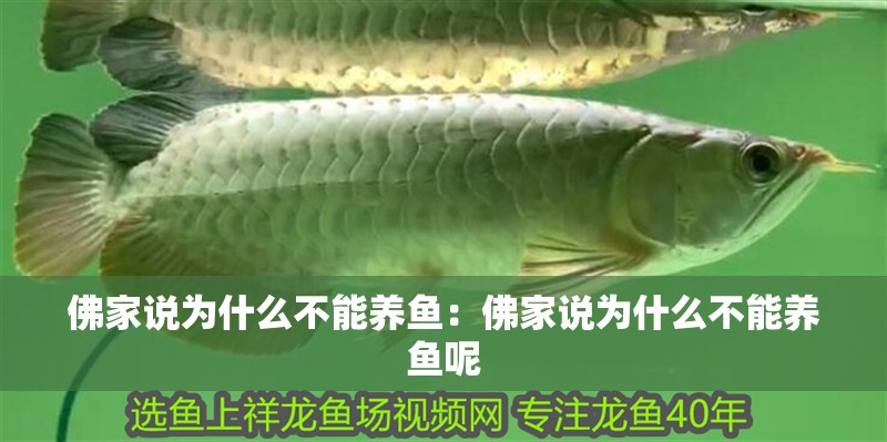 佛家說為什么不能養魚：佛家說為什么不能養魚呢 佛家說為什么不能養魚：佛家說為什么不能養魚呢 龍魚百科 第2張