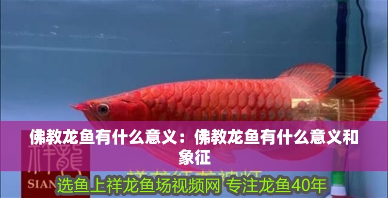 佛教龍魚有什么意義:佛教龍魚有什么意義和象征 龍魚百科 第2張 佛教龍魚有什么意義:佛教龍魚有什么意義和象征 佛教龍魚有什么意義:佛教龍魚有什么意義和象征 龍魚百科 第2張