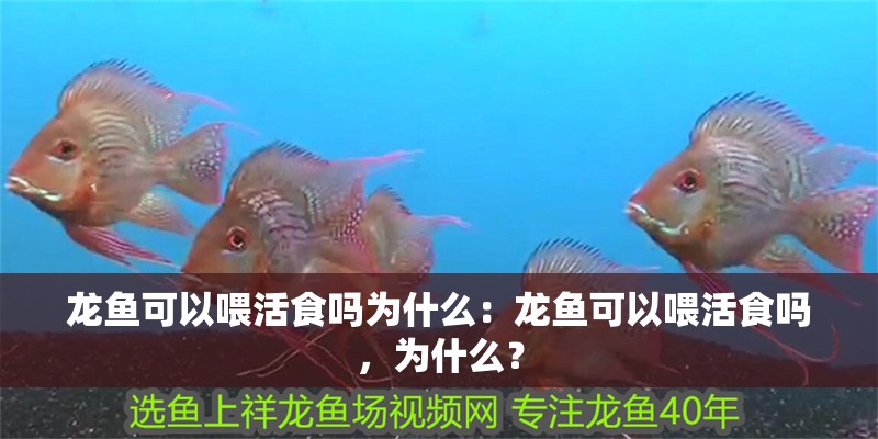 龍魚可以喂活食嗎為什么：龍魚可以喂活食嗎，為什么？