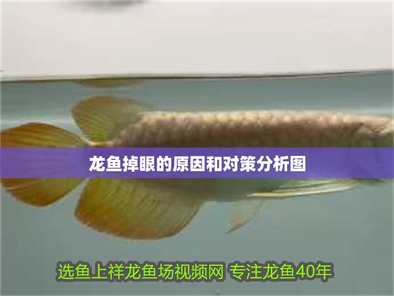 龍魚掉眼的原因和對策分析圖