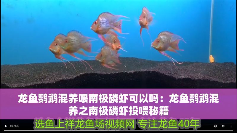 龍魚鸚鵡混養喂南極磷蝦可以嗎：龍魚鸚鵡混養之南極磷蝦投喂秘籍