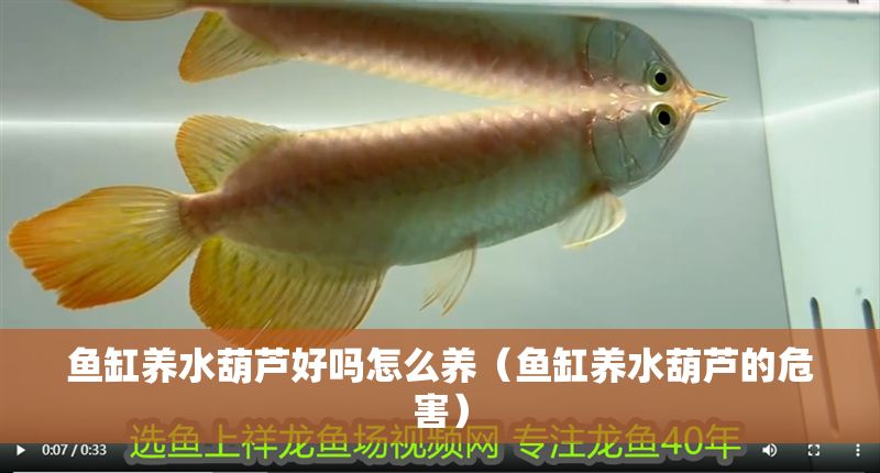 魚缸養(yǎng)水葫蘆好嗎怎么養(yǎng)（魚缸養(yǎng)水葫蘆的危害）