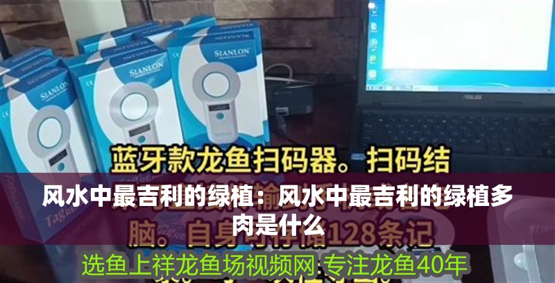 風(fēng)水中最吉利的綠植：風(fēng)水中最吉利的綠植多肉是什么 風(fēng)水中最吉利的綠植：風(fēng)水中最吉利的綠植多肉是什么 龍魚百科 第2張