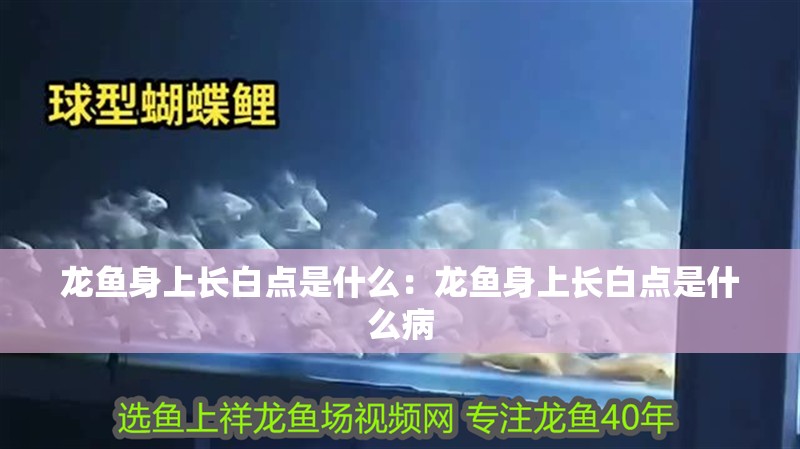 龍魚身上長白點是什么：龍魚身上長白點是什么病