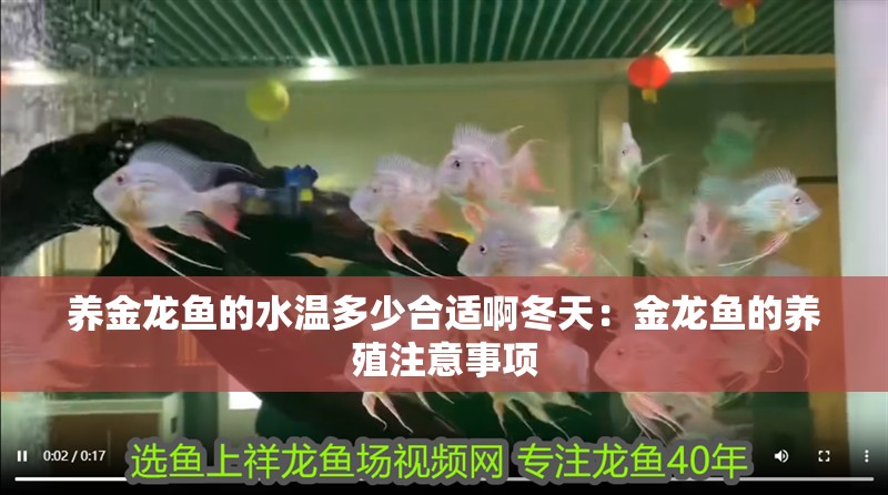 養金龍魚的水溫多少合適啊冬天：金龍魚的養殖注意事項