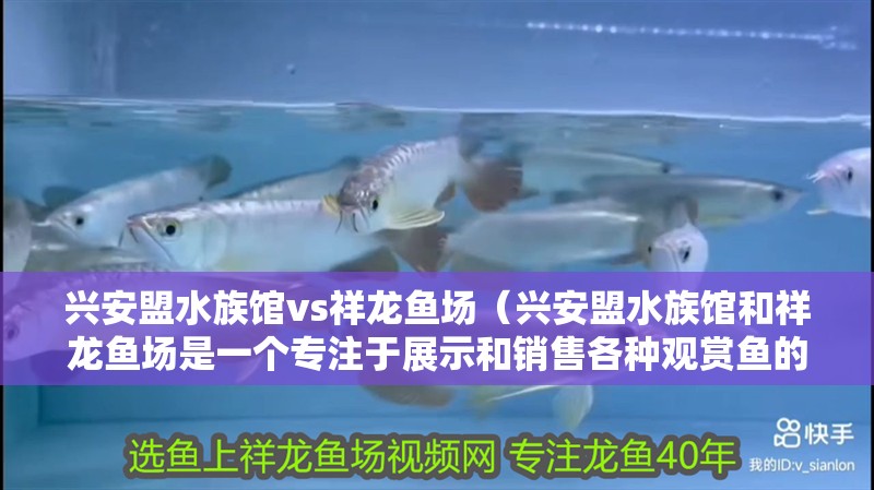 興安盟水族館vs祥龍魚場（興安盟水族館和祥龍魚場是一個專注于展示和銷售各種觀賞魚的場所） 興安盟水族館vs祥龍魚場（興安盟水族館和祥龍魚場是一個專注于展示和銷售各種觀賞魚的場所） 全國水族館企業名錄 第1張