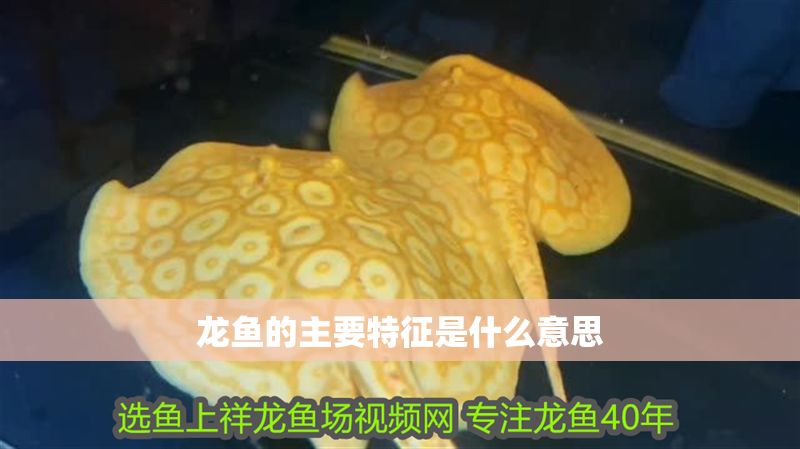 龍魚的主要特征是什么意思