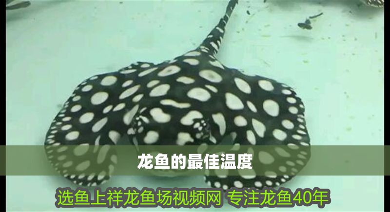 龍魚的最佳溫度