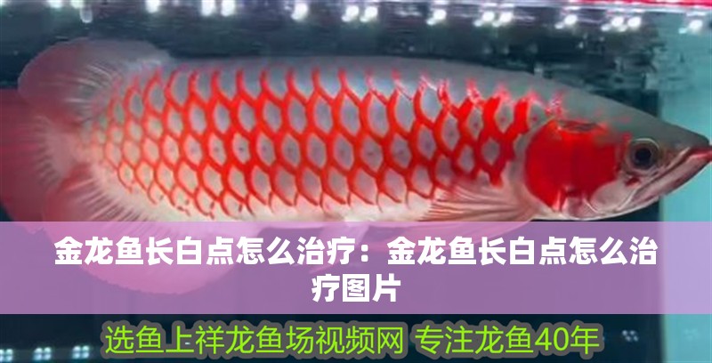 金龍魚長白點怎么治療：金龍魚長白點怎么治療圖片
