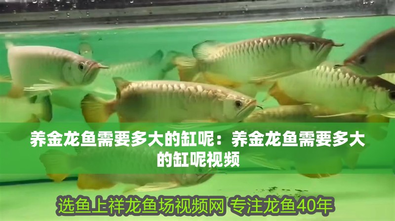 養金龍魚需要多大的缸呢：養金龍魚需要多大的缸呢視頻