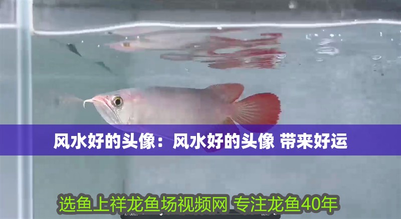 風水好的頭像：風水好的頭像 帶來好運 風水好的頭像：風水好的頭像 帶來好運 龍魚百科 第1張