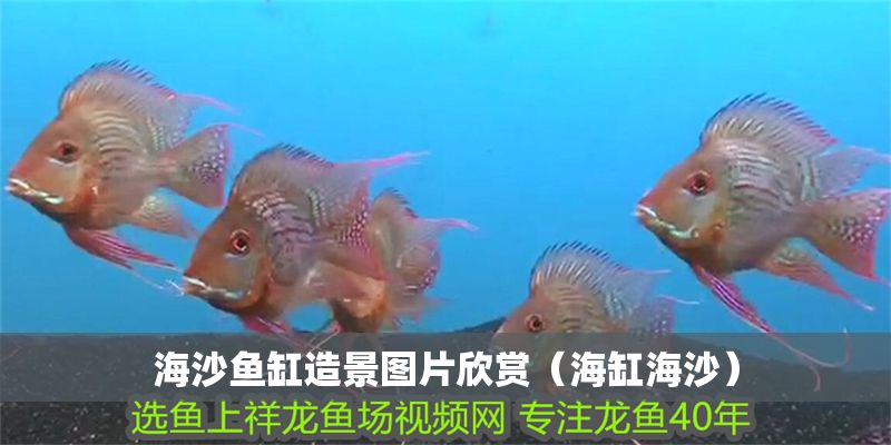 海沙魚缸造景圖片欣賞（海缸海沙）