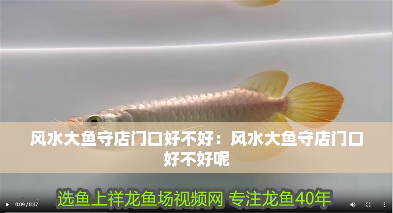 風(fēng)水大魚守店門口好不好：風(fēng)水大魚守店門口好不好呢