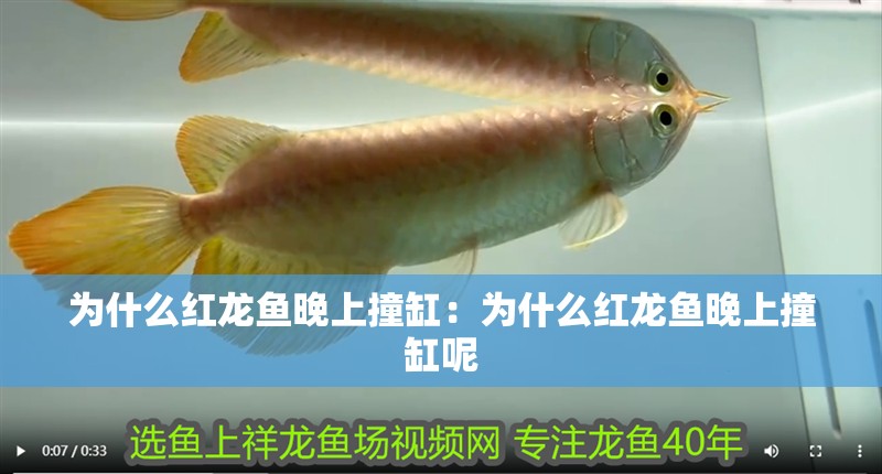 為什么紅龍魚晚上撞缸:為什么紅龍魚晚上撞缸呢 水族問答 為什么紅龍魚晚上撞缸:為什么紅龍魚晚上撞缸呢 為什么紅龍魚晚上撞缸:為什么紅龍魚晚上撞缸呢 水族問答