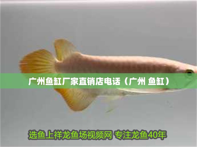 廣州魚缸廠家直銷店電話（廣州 魚缸）