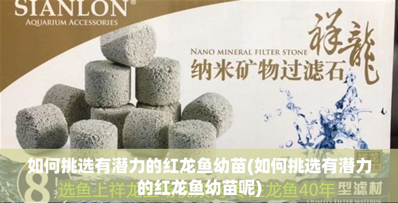 如何挑選有潛力的紅龍魚幼苗(如何挑選有潛力的紅龍魚幼苗呢) 龍魚百科 第1張 如何挑選有潛力的紅龍魚幼苗(如何挑選有潛力的紅龍魚幼苗呢) 如何挑選有潛力的紅龍魚幼苗(如何挑選有潛力的紅龍魚幼苗呢) 龍魚百科 第1張