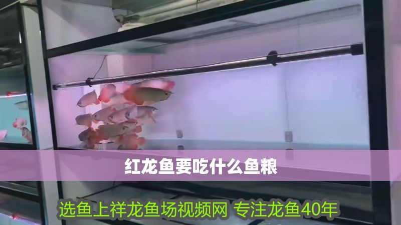 紅龍魚要吃什么魚糧 紅龍魚要吃什么魚糧 龍魚百科 第1張