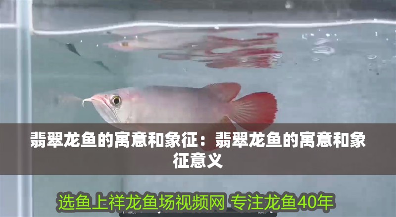翡翠龍魚的寓意和象征：翡翠龍魚的寓意和象征意義