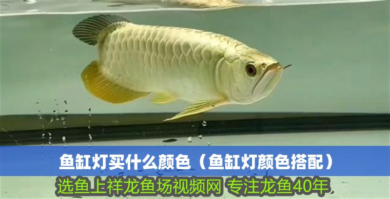 魚缸燈買什么顏色（魚缸燈顏色搭配）