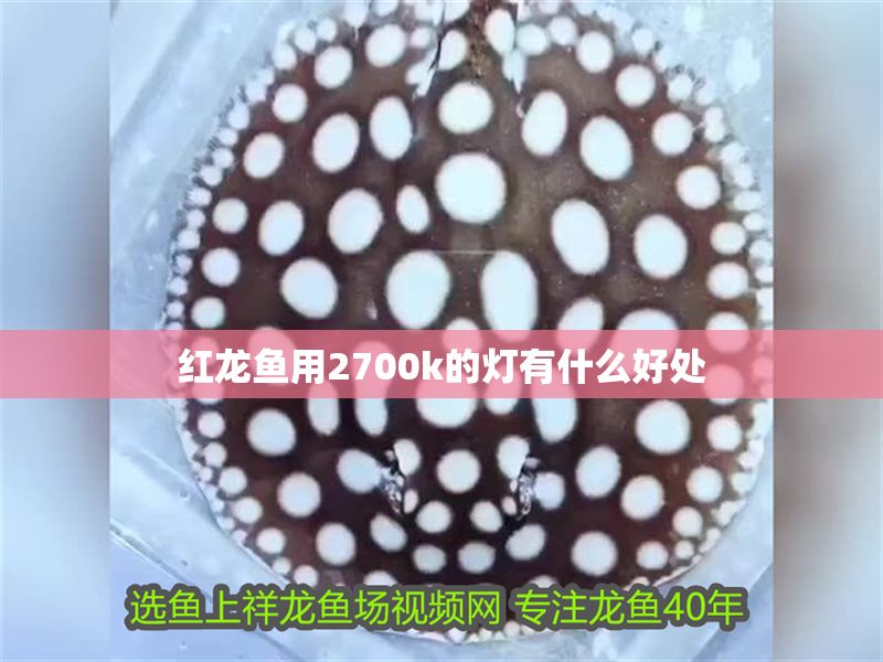紅龍魚用2700k的燈有什么好處
