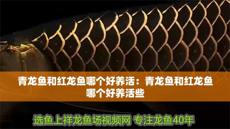 青龍魚和紅龍魚哪個好養活：青龍魚和紅龍魚哪個好養活些