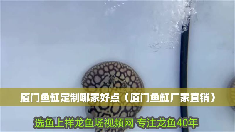 廈門魚缸定制哪家好點(廈門魚缸廠家直銷) 龍魚百科 第1張 廈門魚缸定制哪家好點(廈門魚缸廠家直銷) 廈門魚缸定制哪家好點(廈門魚缸廠家直銷) 龍魚百科 第1張