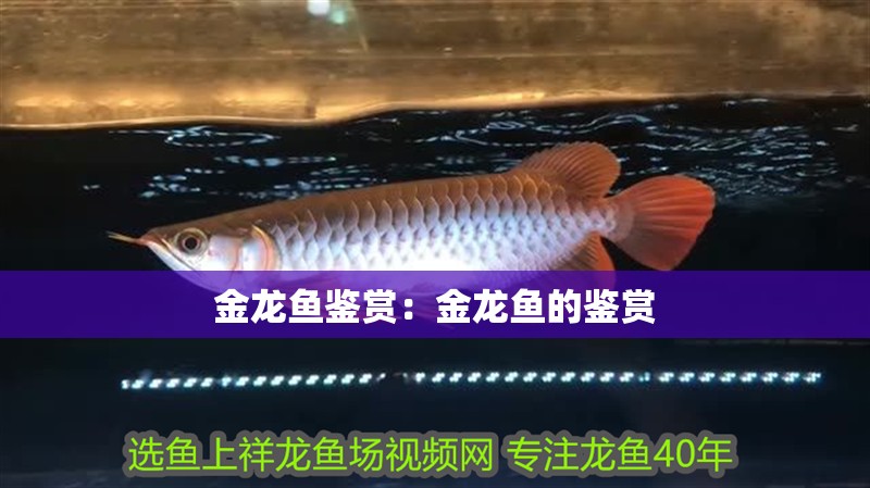 金龍魚鑒賞：金龍魚的鑒賞