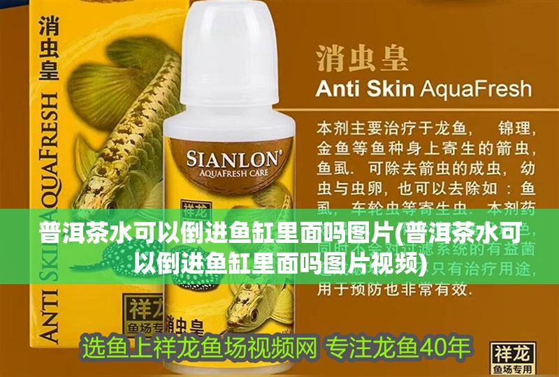 普洱茶水可以倒進(jìn)魚(yú)缸里面嗎圖片(普洱茶水可以倒進(jìn)魚(yú)缸里面嗎圖片視頻)