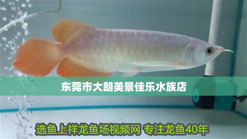 東莞市大朗美景佳樂水族店