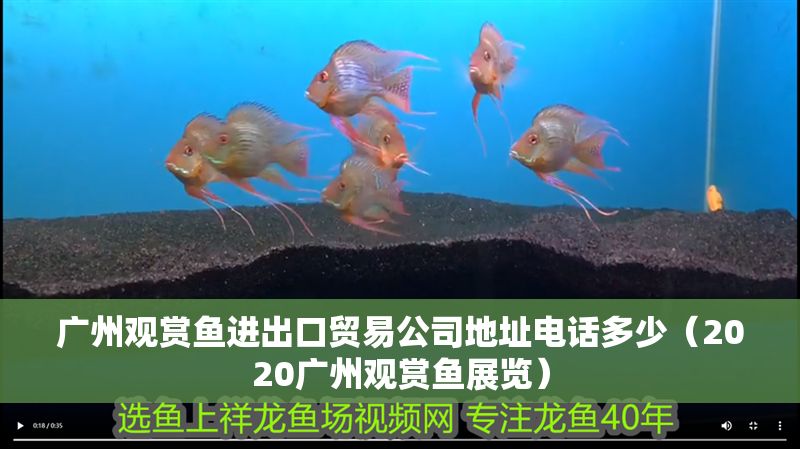 廣州觀賞魚進出口貿易公司地址電話多少（2020廣州觀賞魚展覽）