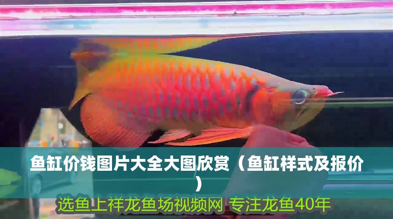 魚缸價錢圖片大全大圖欣賞(魚缸樣式及報價) 龍魚百科 第1張 魚缸價錢圖片大全大圖欣賞(魚缸樣式及報價) 魚缸價錢圖片大全大圖欣賞(魚缸樣式及報價) 龍魚百科 第1張