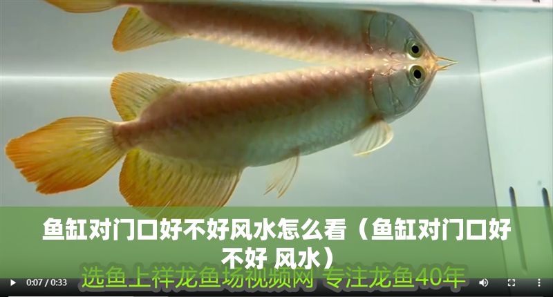 魚缸對門口好不好風水怎么看（魚缸對門口好不好 風水）